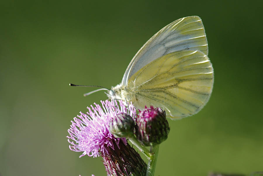 Strano pieridae